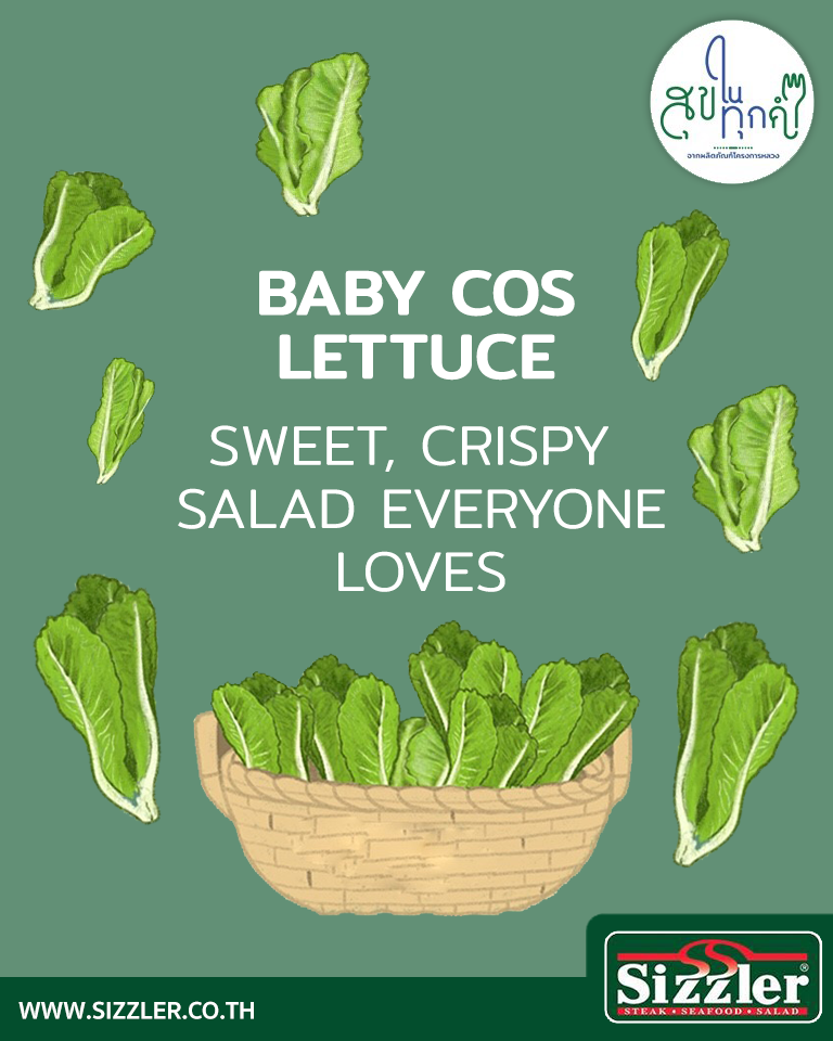 Baby Cos Lettuce